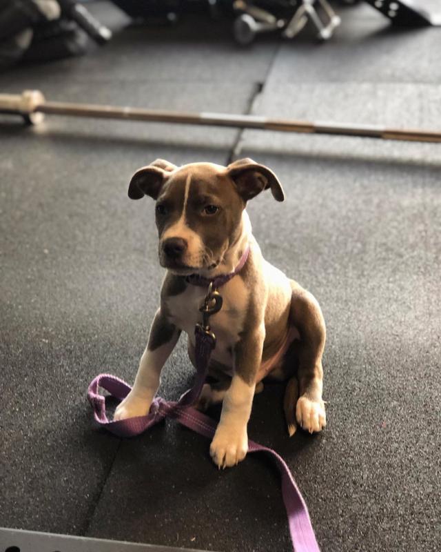 🟥🍁🟥 CANADIAN BLUE NOSE AMERICAN PITBULL PUPPIES 🐕🐕 FOR SALE 🌎✈️ Image eClassifieds4u