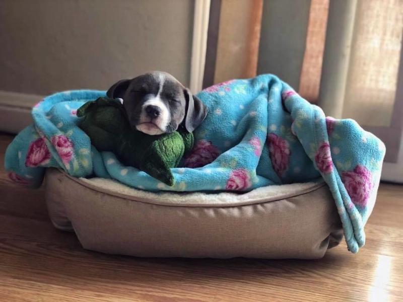 🟥🍁🟥 CANADIAN BLUE NOSE AMERICAN PITBULL PUPPIES 🐕🐕 FOR SALE 🌎✈️ Image eClassifieds4u