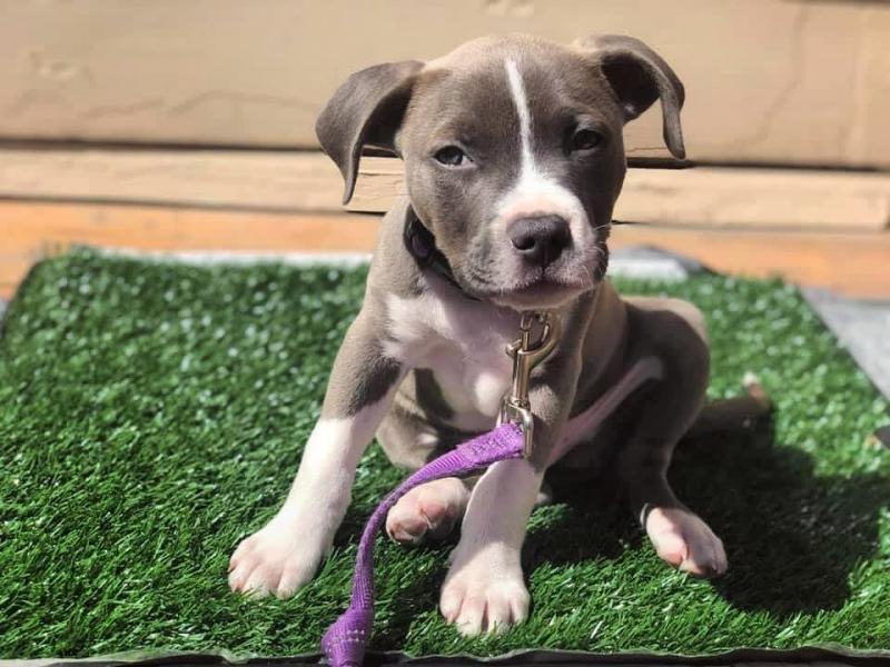 🟥🍁🟥 CANADIAN BLUE NOSE AMERICAN PITBULL PUPPIES 🐕🐕 FOR SALE 🌎✈️ Image eClassifieds4u