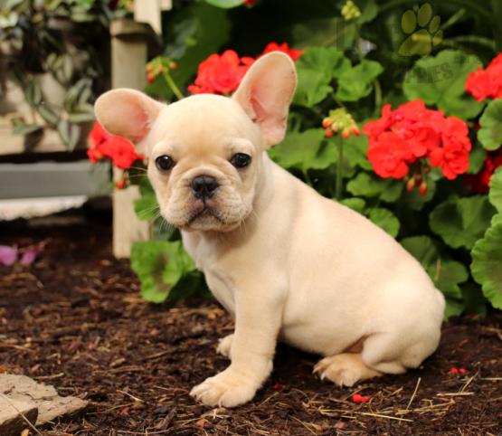 🟥🍁🟥 LOVELY CANADIAN FRENCH BULLDOG 💗 PUPPIES 🥰 READY FOR A NEW HOME 🍀🍀 Image eClassifieds4u