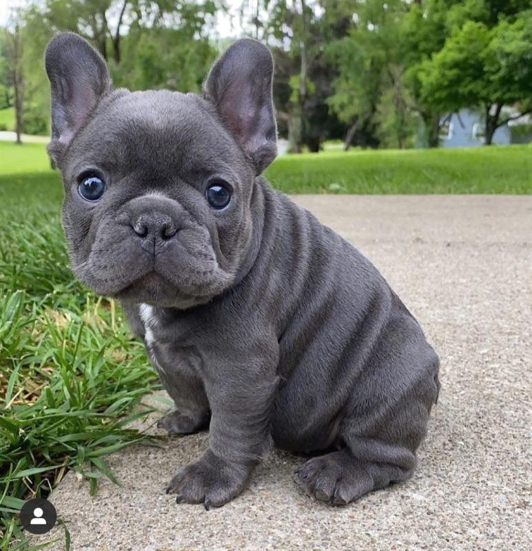 🟥🍁🟥 LOVELY CANADIAN FRENCH BULLDOG 💗 PUPPIES 🥰 READY FOR A NEW HOME 🍀🍀 Image eClassifieds4u