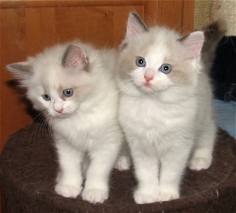 🟥🍁🟥 LOVELY CANADIAN RAGDOLL KITTENS FOR SALE $650🐱🐱 Image eClassifieds4u