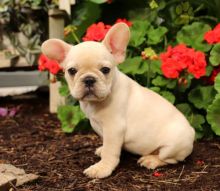 🟥🍁🟥 LOVELY CANADIAN FRENCH BULLDOG 💗 PUPPIES 🥰 READY FOR A NEW HOME 🍀🍀 Image eClassifieds4u 3