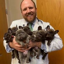 π₯ππ₯ LOVELY CANADIAN FRENCH BULLDOG π PUPPIES π₯° READY FOR A NEW HOME ππ Image eClassifieds4u 1