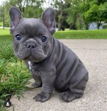 🟥🍁🟥 LOVELY CANADIAN FRENCH BULLDOG 💗 PUPPIES 🥰 READY FOR A NEW HOME 🍀🍀 Image eClassifieds4u 2