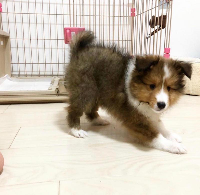 🟥🍁🟥 C.K.C MALE AND FEMALE SHELTIE PUPPIES AVAILABLE 🟥🍁🟥 Image eClassifieds4u