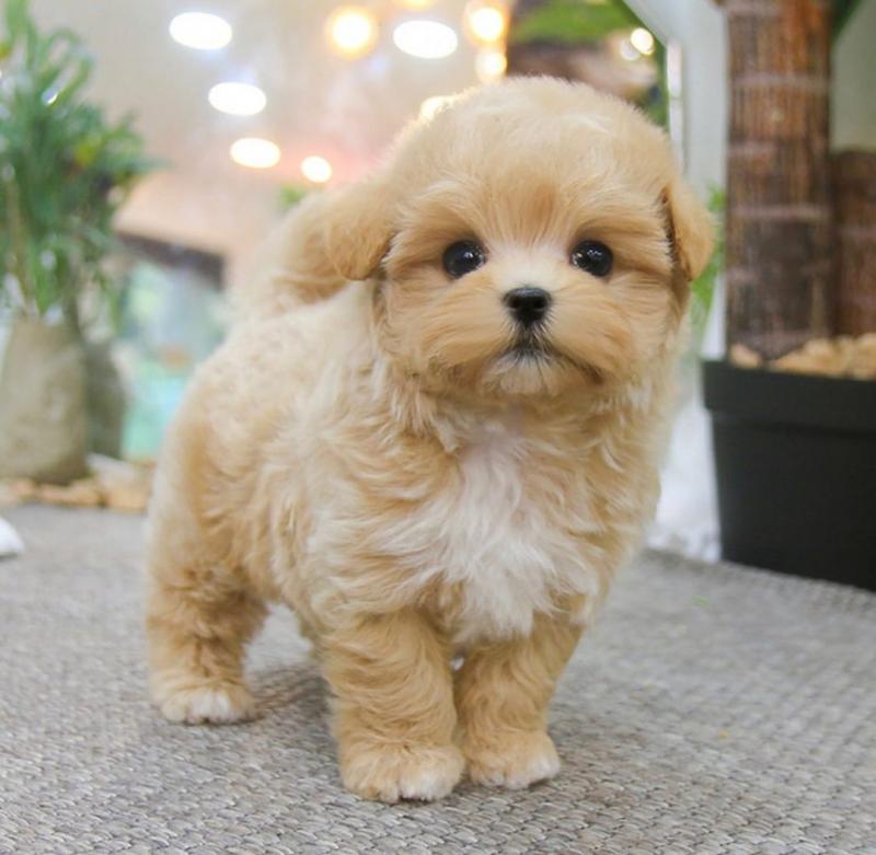 🟥🍁🟥 C.K.C MALTIPOO PUPPIES AVAILABLE 🟥🍁🟥 Image eClassifieds4u