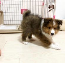 🟥🍁🟥 C.K.C MALE AND FEMALE SHELTIE PUPPIES AVAILABLE 🟥🍁🟥