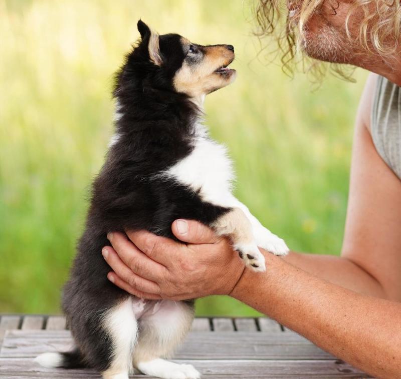 🟥🍁🟥 HEALTHY CANADIAN 💗 MALE/FEMALE SHELTIE PUPPIES 🟥🍁🟥 Image eClassifieds4u