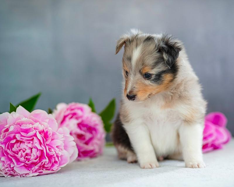 🟥🍁🟥 HEALTHY CANADIAN 💗 MALE/FEMALE SHELTIE PUPPIES 🟥🍁🟥 Image eClassifieds4u