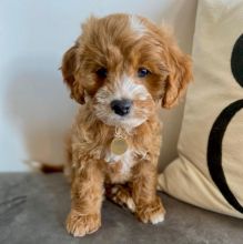 🟥🍁🟥 C.K.C MALTIPOO PUPPIES AVAILABLE 🟥🍁🟥 Image eClassifieds4U