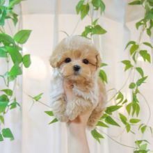 🟥🍁🟥 C.K.C MALTIPOO PUPPIES AVAILABLE 🟥🍁🟥 Image eClassifieds4u 2