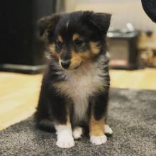 C.K.C MALE AND FEMALE Sheltie PUPPIES AVAILABLE Image eClassifieds4u 1