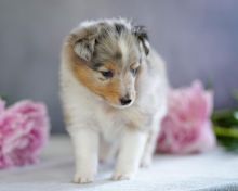 🟥🍁🟥 HEALTHY CANADIAN 💗 MALE/FEMALE SHELTIE PUPPIES 🟥🍁🟥 Image eClassifieds4u 2