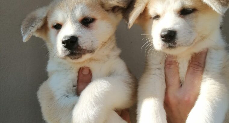 🟥🍁🟥 ADORABLE CANADIAN 💗🍀AKITA INU🐕🐕PUPPIES 🟥🍁🟥 Image eClassifieds4u