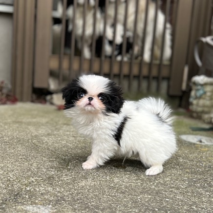 🟥🍁🟥 AFFECTIONATE 💗JAPANESE CHIN 🍀 PUPPIES READY FOR A NEW HOME🟥🍁🟥 Image eClassifieds4u