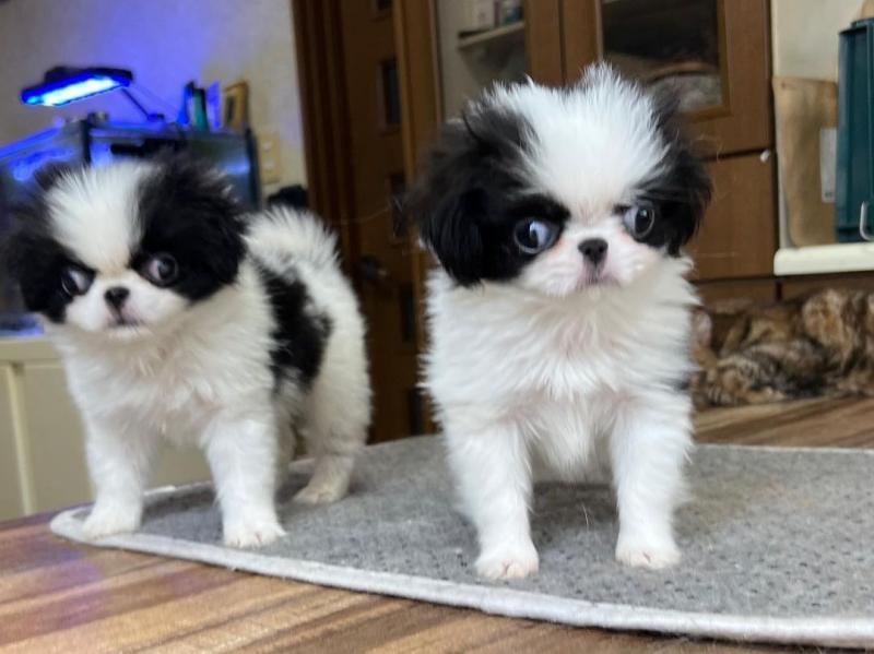 🟥🍁🟥 AFFECTIONATE 💗JAPANESE CHIN 🍀 PUPPIES READY FOR A NEW HOME🟥🍁🟥 Image eClassifieds4u