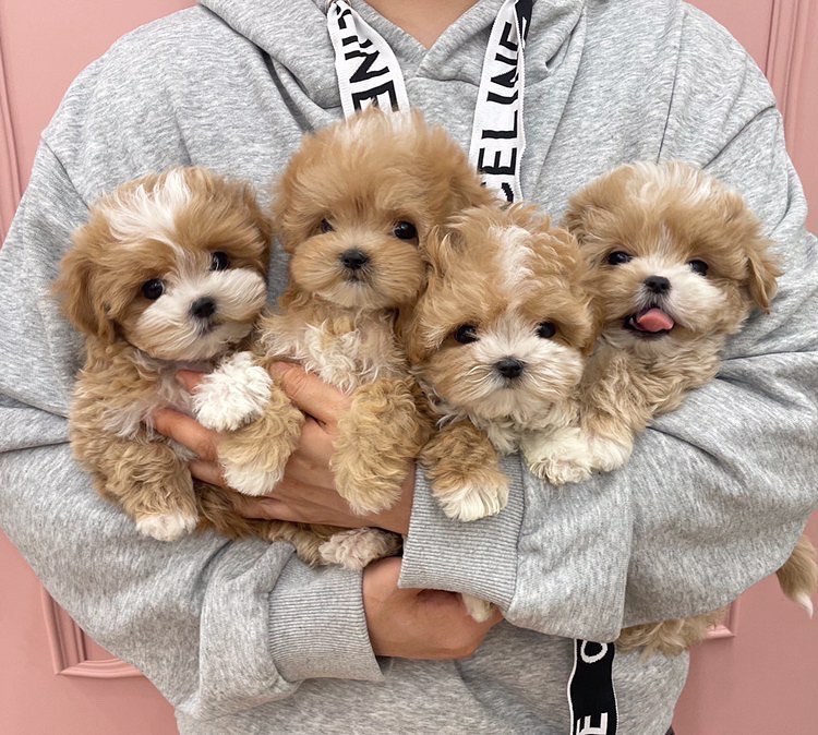 🐕💕 C.K.C MALTIPOO PUPPIES 🥰 READY FOR A NEW HOME 💗🍀🍀 Image eClassifieds4u