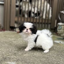 🟥🍁🟥 AFFECTIONATE 💗JAPANESE CHIN 🍀 PUPPIES READY FOR A NEW HOME🟥🍁🟥