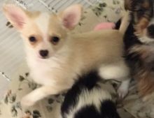 🟥🍁🟥 LOVELY ✅ CANADIAN CHIHUAHUA 💕💕 PUPPIES 🟥🍁🟥
