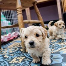 bichon frise Puppies Male and Female For Adoption