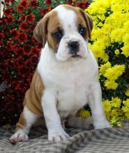 boxer Male and Female Puppies For Adoption