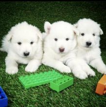 Excellence lovely Male and Female alaskan malamute Puppies for adoption