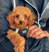 Excellence lovely Male and Female toy poodle Puppies for adoption