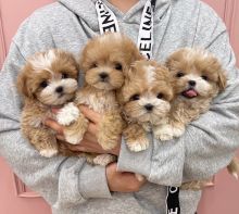 🐕💕 C.K.C MALTIPOO PUPPIES 🥰 READY FOR A NEW HOME 💗🍀🍀 Image eClassifieds4u 3
