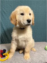 Excellence lovely Male and Female goldenretriver Puppies for adoption Image eClassifieds4U