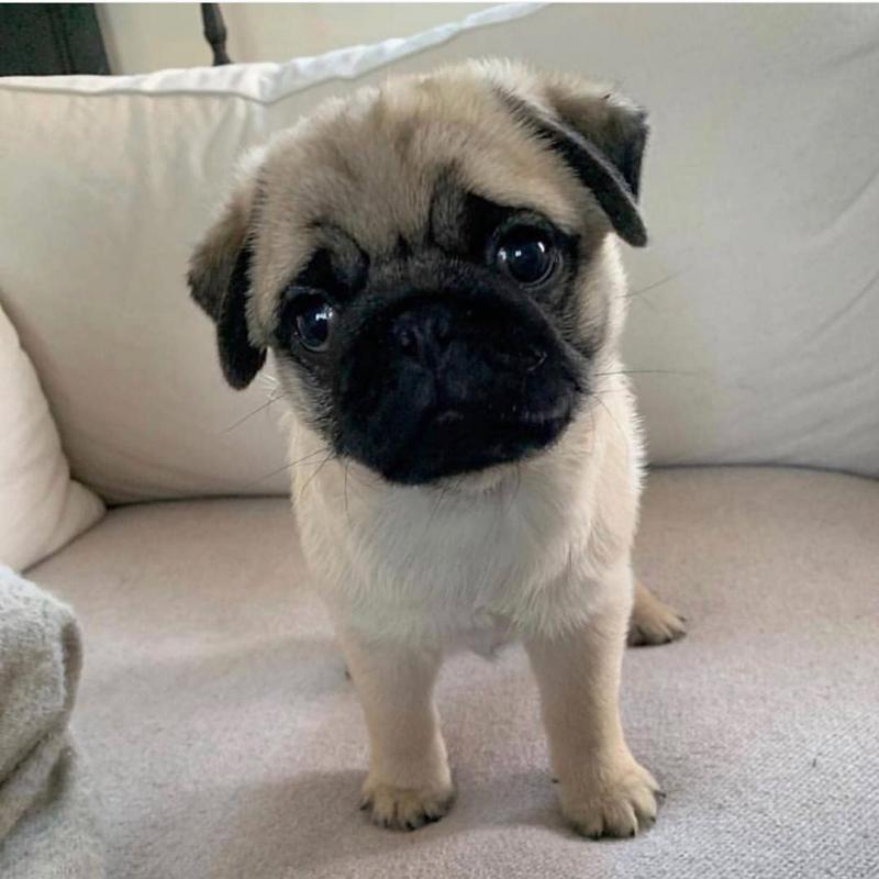 pug Puppies Male and Female For Adoption Image eClassifieds4u