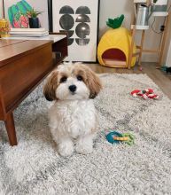 Excellence lovely Male and Female havanese Puppies for adoption