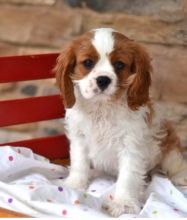 Healthy Cavalier King Charles Spaniel Puppies