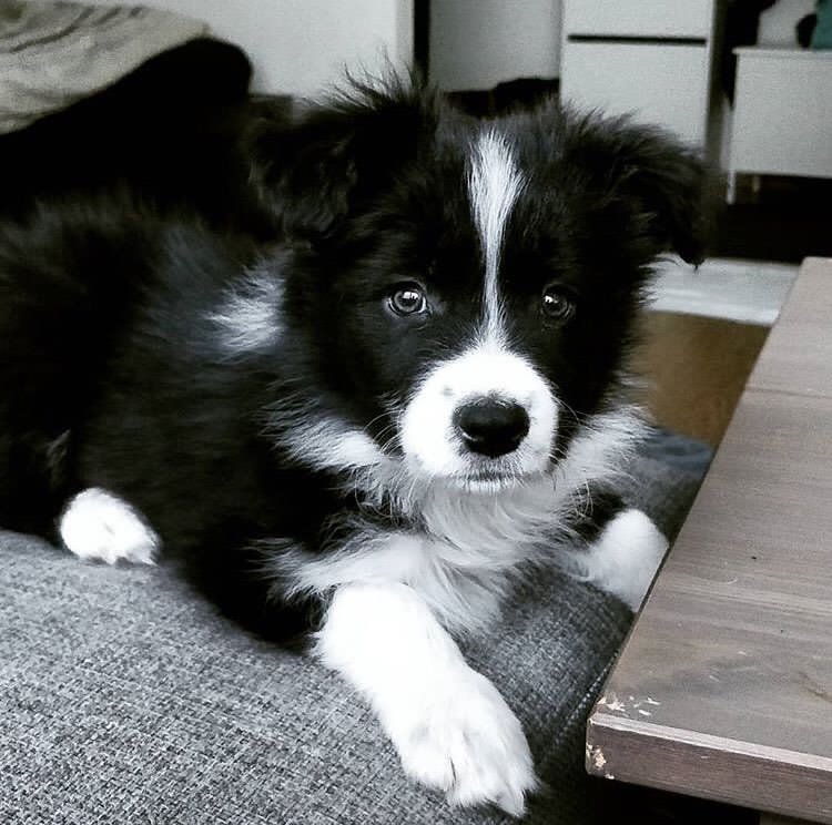 Excellence lovely Male and Female collie Puppies for adoption Image eClassifieds4u
