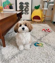 Excellence lovely Male and Female havanese Puppies for adoption Image eClassifieds4U