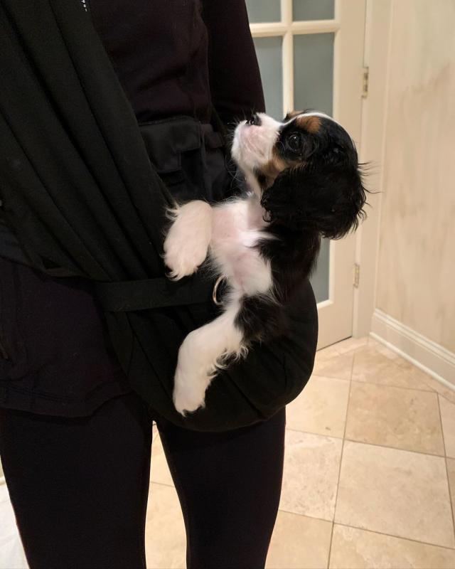 💕💗 LOVELY CANADIAN 🟥🍁🟥 CAVALIER KING CHARLES SPANIEL PUPPIES AVAILABLE ✅💯 Image eClassifieds4u