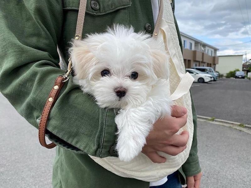 💕💗 LOVELY CANADIAN 🟥🍁🟥 MALTESE PUPPIES AVAILABLE ✅💯 Image eClassifieds4u
