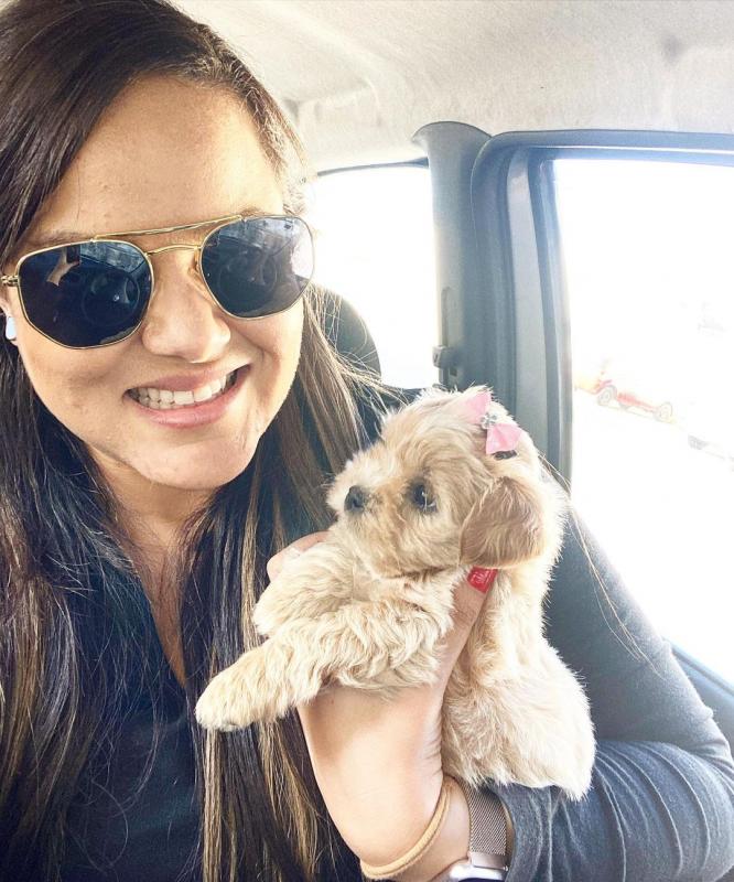 💕💗 LOVELY CANADIAN 🟥🍁🟥 MALTESE PUPPIES AVAILABLE ✅💯 Image eClassifieds4u