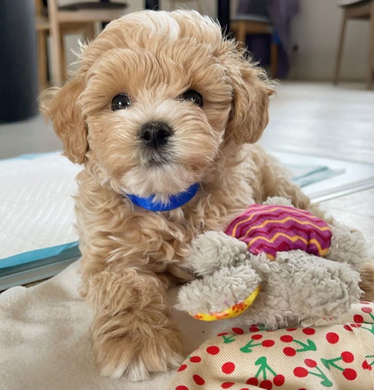 💕💗 LOVELY CANADIAN 🟥🍁🟥 MALTIPOO PUPPIES AVAILABLE ✅💯 Image eClassifieds4u