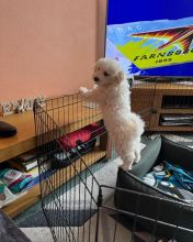 Bichons Frise Puppies for Re-homing