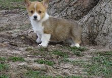 Gorgeous Pembroke Welsh Corgi Puppies.