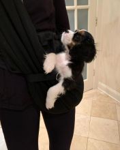 💕💗 LOVELY CANADIAN 🟥🍁🟥 CAVALIER KING CHARLES SPANIEL PUPPIES AVAILABLE ✅💯