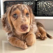 💕💗 LOVELY CANADIAN 🟥🍁🟥 DACHSHUND PUPPIES AVAILABLE ✅💯