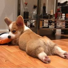 💕💗 LOVELY CANADIAN 🟥🍁🟥 PEMBROKE WELSH CORGI PUPPIES AVAILABLE ✅💯