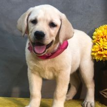 We have two Labrador Retriever pups for re homing