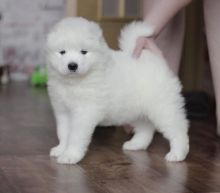 Adorable lovely Male and Female Samoyed Puppies for adoption