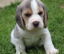 Beagle puppies ready for their new homes