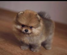Beautiful Pomeranian puppies Available .