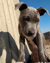 Blue Nose American Pit Bull Terrier Pups available