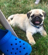 Cut loving and adorable male and female Pug puppies for adoption